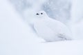 Willow ptarmigan, Lagopus lagopus, with a winter camouflage Valtavaara fell Royalty Free Stock Photo