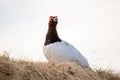 Willow Ptarmigan - lagopus Royalty Free Stock Photo