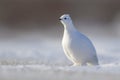 Willow Ptarmigan in winter plumage, low angle Royalty Free Stock Photo