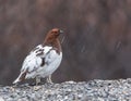 Willow Ptarmigan Male