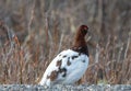 Willow Ptarmigan resting on rock in Denali National Park in Alaska USA Royalty Free Stock Photo