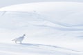 Willow Ptarmigan in snow landscape Royalty Free Stock Photo