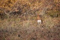 Willow ptarmigan state bird of Alaska Royalty Free Stock Photo