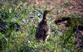 Willow Ptarmigan in Summer Royalty Free Stock Photo