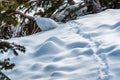 Willow ptarmigan Royalty Free Stock Photo