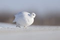 Willow ptarmigan in winter plumage, low angle Royalty Free Stock Photo