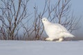 Willow Ptarmigan in winter plumage, low angle Royalty Free Stock Photo