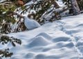 Willow ptarmigan Royalty Free Stock Photo