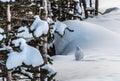 Willow ptarmigan Royalty Free Stock Photo