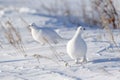 Willow Ptarmigan in winter plumage on tundra Royalty Free Stock Photo