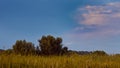 Willow and rich green vegetation of cane grow on lake bank, quiet and peaceful summer landscape after sunset, nature protection Royalty Free Stock Photo