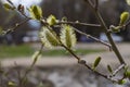 Willow Salix caprea branches with buds blossoming in early spring Royalty Free Stock Photo