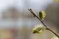 Willow Salix caprea branches with buds blossoming in early spring Royalty Free Stock Photo