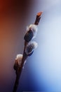 Willow Salix caprea branches with buds blossoming in early spring