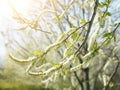 Willow Salix caprea branches with buds blossoming in early spring