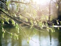 Willow Salix caprea branches with buds blossoming in early spring