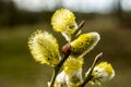 Willow Salix caprea branches with buds blossoming in early spring