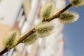 Willow Salix caprea branches with buds blossoming in early spring Royalty Free Stock Photo