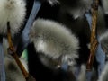 Willow Salix caprea branches with buds before flowering Royalty Free Stock Photo