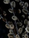 Willow Salix caprea branches with buds before flowering Royalty Free Stock Photo