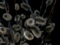 Willow Salix caprea branches with buds before flowering Royalty Free Stock Photo