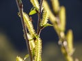 Willow Salix sp. branches with blooming male catkins in spring with dark blue background Royalty Free Stock Photo