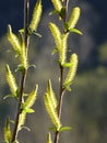 Willow Salix sp. branches with blooming male catkins in spring with dark blue and green background Royalty Free Stock Photo