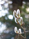 Willow Salix sp. catkins blooming on green forest background in spring Royalty Free Stock Photo