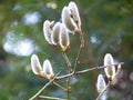 Willow Salix sp. catkins blossoming on green forest background in spring Royalty Free Stock Photo