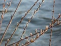 Willow Salix sp. catkins in spring blossoming on blue background Royalty Free Stock Photo
