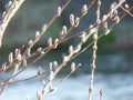 Blooming willow Salix sp. catkins in spring Royalty Free Stock Photo