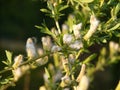 Willow Salix sp. twigs with fluffy female catkins in spring, dark green blurred background