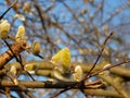 Willow Salix sp. yellow catkins catkins in spring Royalty Free Stock Photo