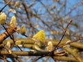 Willow Salix sp. yellow catkins catkins in spring