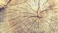 Willow saw-cut close up. Royalty Free Stock Photo