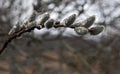 Willow seals after rain with water drops