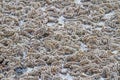 Willow seals in water