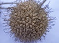 Willow seed, round shape and spiny hairs. forest related background.