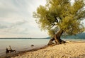 Willow at the shore of lake Bodensee