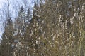 Willow shrub on the side with white budding buds Royalty Free Stock Photo