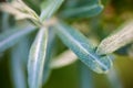 Willow shrubs