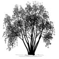 Willow Salix alba L. silhouette with leaves in the summer Royalty Free Stock Photo