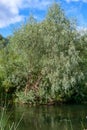 Willow with silvery leaves growing on the banks of a small river, reflected on a water surface.