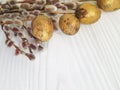 Willow softness, quail eggs Easter greeting on white wooden Royalty Free Stock Photo