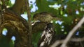 Willow Sparrow Passer Hispaniolensis