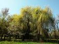 Willow in the spring Royalty Free Stock Photo