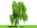 Willow in summer