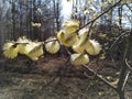 Willow. Taiga in the spring. Siberian forest. Taiga. Lake Baikal. Birch forest.