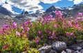 Willow tea chamomile mountains glacier flowers Royalty Free Stock Photo