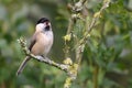 Willow tit